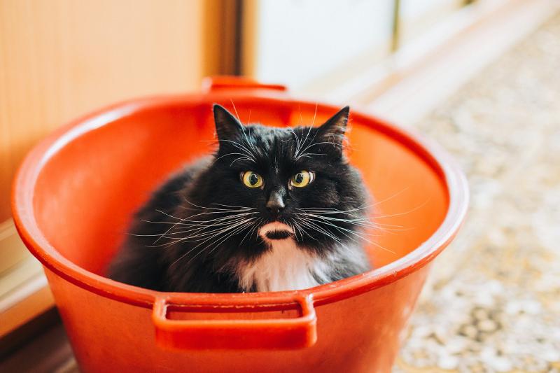 Foto: Eine Katze sitzt in einem roten Eimer und blickt den Betrachter herausfordernd an.